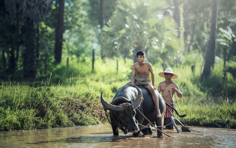 water buffalo, riding, farm, farmer, farming, buffalo, labor, farm work, farm worker, cultivate, paddy, field, farmland, agriculture, traditional, culture, countryside, rural, cambodia, laos, myanmar, thailand, indonesia, vietnam, asia, farm, farm, farmer, farmer, farmer, farmer, farmer, farming, farming, buffalo, agriculture, agriculture, thailand, indonesia, indonesia, indonesia, indonesia, vietnam, vietnam